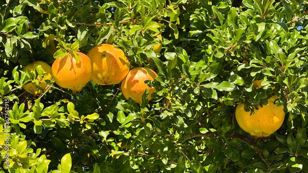 Ripen pomegranates growing in the tree in the orchard