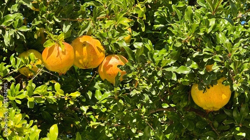Ripen pomegranates growing in the tree in the orchard