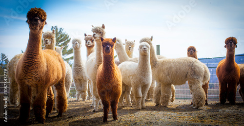 Alert alpacas