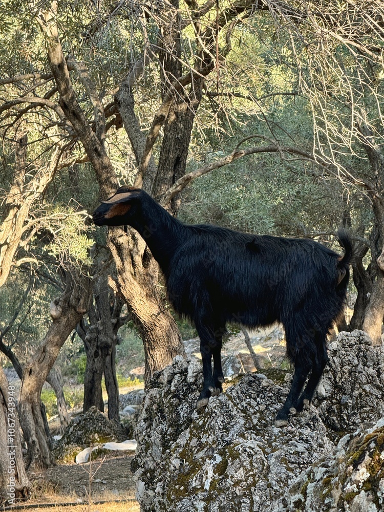 A black goat standing alone near Fethiye in Turkey