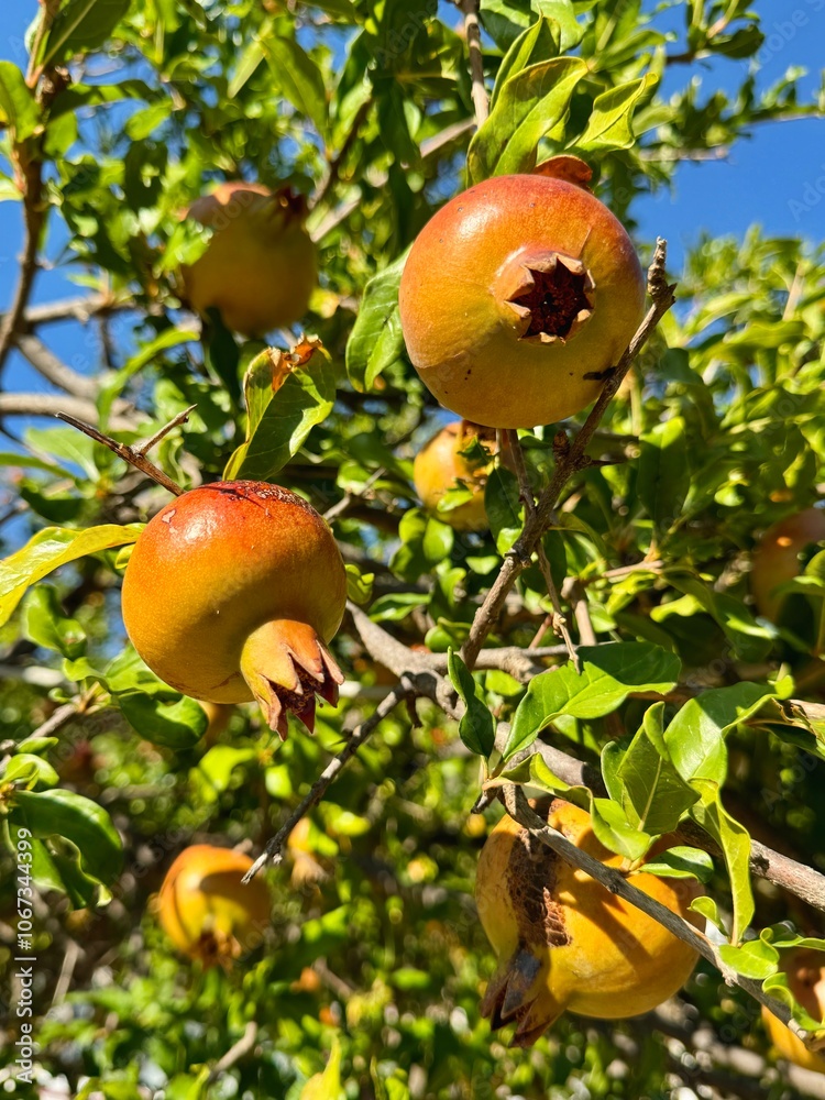 Ripen pomegranates growing in the tree in the orchard