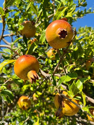 Obraz na płótnie Ripen pomegranates growing in the tree in the orchard w salonie