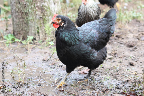 Chickens on a rural farm. Agriculture. Poultry breeding. Breeding chickens.