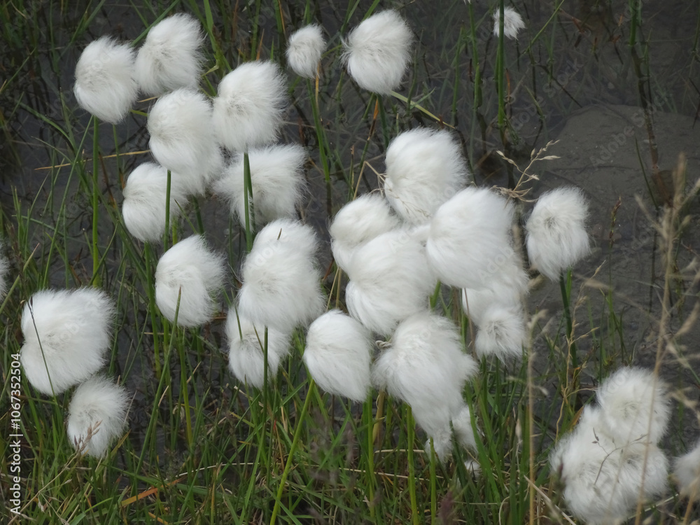 Cotton Grass in a Swamp Cotton Grass in a Swamp