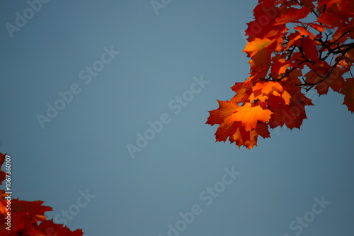 Yellow autumn leaves and black trunks against a blue sky.