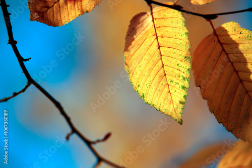 Beautiful autumn background for your design.