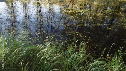 Pond in Sigulda National Park. Yellow leaves and trees are reflected in the water. A popular place to walk in spring on a sunny day.