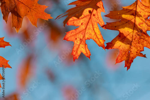 Beautiful autumn background for your design.