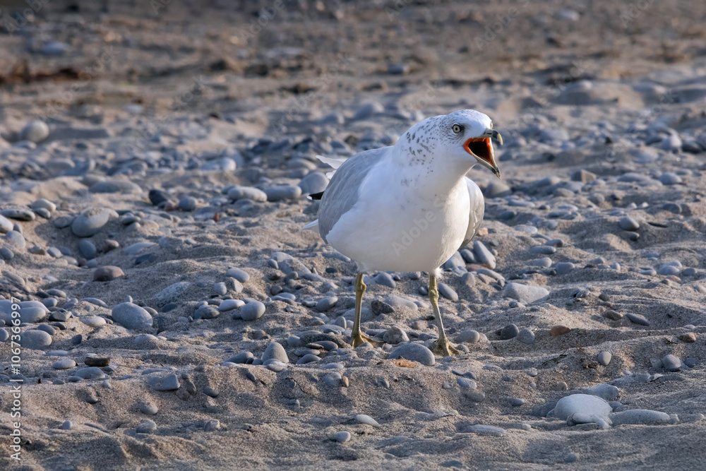Angry ring-billed gull Larus delawarensis screaming as it stands on the beach at Lake Ontario Canada Angry ring-billed gull Larus delawarensis screaming as it stands on the beach at Lake Ontario Canada