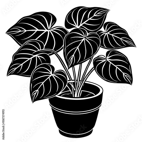 Arrowhead Plant Syngonium podophyllum, indoor plant, vector illustration, silhouette illustration
