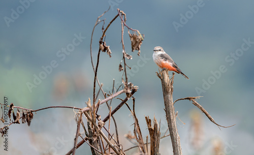 Obraz na płótnie Detailed Photo of a Rufous Flycatcher (Pyrocephalus rubinus) Perching on a Tree Branch, unique bird, cute bird, bird on tree, perching bird w salonie
