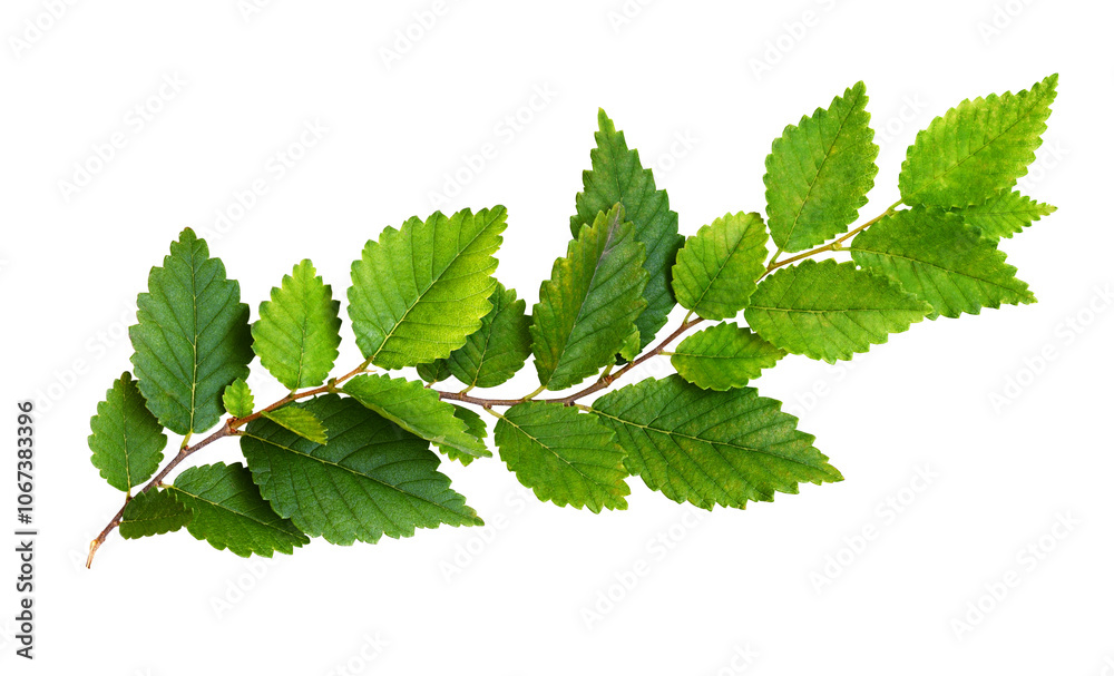 Wave branch with green leaves isolated on white or transparent background Wave branch with green leaves isolated on white or transparent background