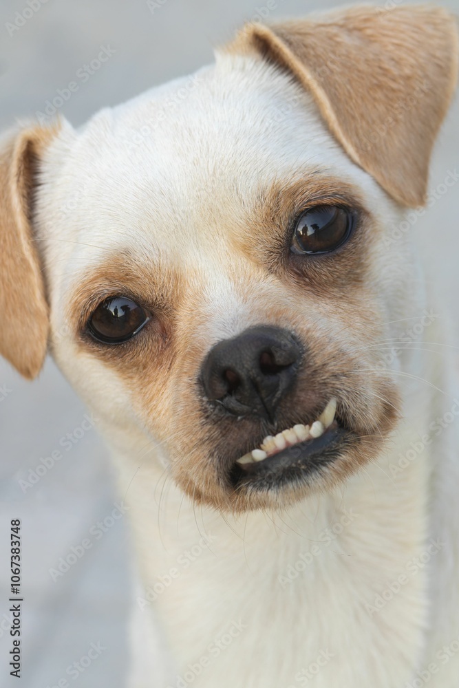 Close-up of a small dog with a unique underbite. Close-up of a small dog with a unique underbite.