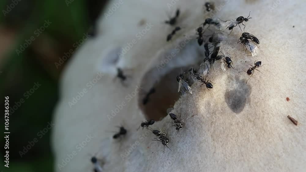 Formigas em um cogumelo furado