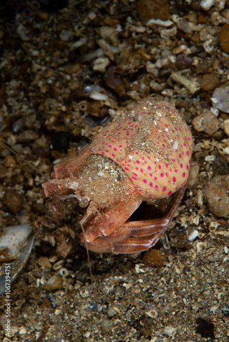 Pagurus prideaux is a species of hermit crab in the family Paguridae photo