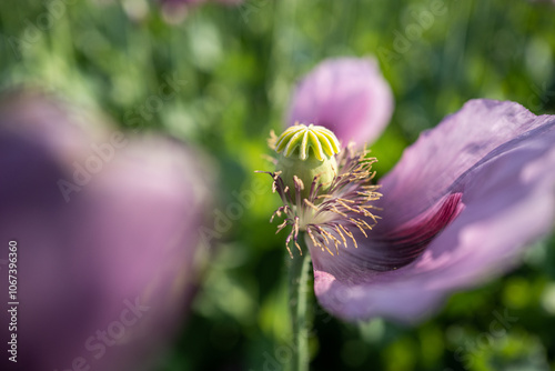 Mohnblumenfeld bei strahlendem Himmel photo