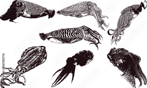 Cuttlefish vector cartoon set