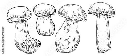 Mushrooms hand drawn set. Porcini mushroom Sketch style mushroom. Vector ink illustration.