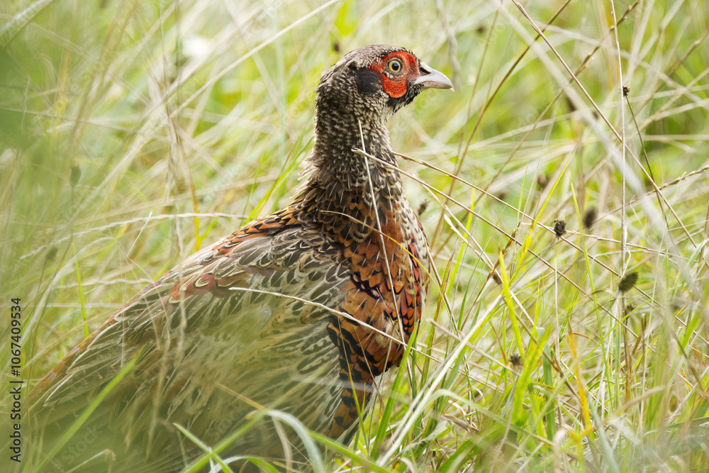 Fototapeta premium magnificent pheasant hidden in the meadow, pheasant in the meadow, pheasant between blades of grass, colourful bird in the meadow