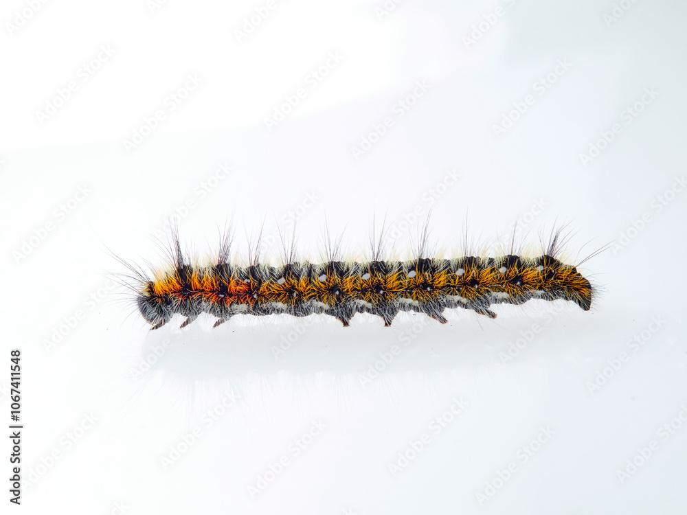 Orange and black hairy caterpillar on a white background. Psilogaster loti, moth genus in the family Lasiocampidae. Orange and black hairy caterpillar on a white background. Psilogaster loti, moth genus in the family Lasiocampidae.