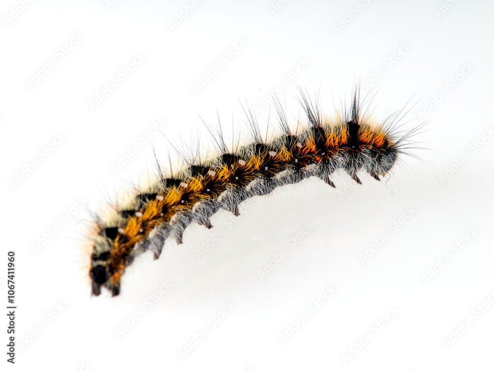 Orange and black hairy caterpillar on a white background. Psilogaster loti, moth genus in the family Lasiocampidae. Orange and black hairy caterpillar on a white background. Psilogaster loti, moth genus in the family Lasiocampidae.
