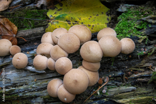 Lycoperdon umbrinum mushrooms on the trunk of an old tree in the forest photo