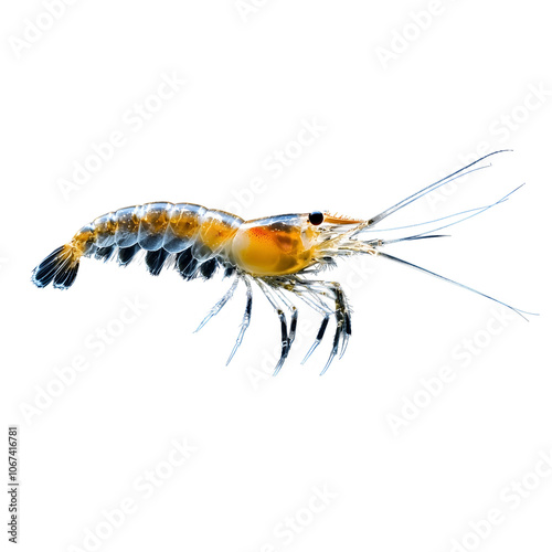 Photography of Shrimp-like Zooplankton Species on Black Isolated Background