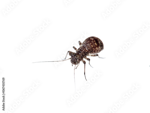 Barkflies in a white background. Booklice. Insect in the order Psocoptera.  photo