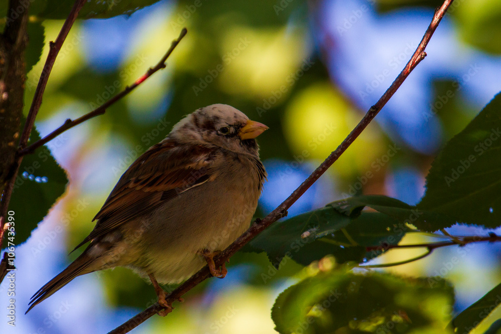 albino sparrow Sparrow with a white head.
albino sparrow Sparrow with a white head.