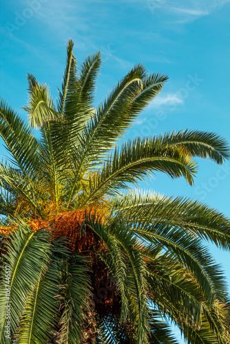 View of a palm tree against the blue sky from below. 