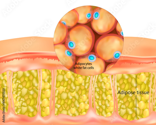 Adipose tissue. Adipocytes white fat cells.Lipocytes and fat cells
