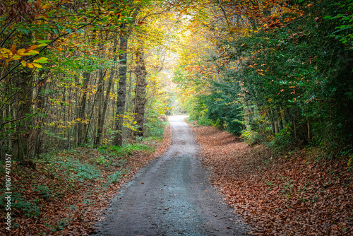 Autumn Colours in the woods at Bedgebury near Tunbridge Wells in Kent, England