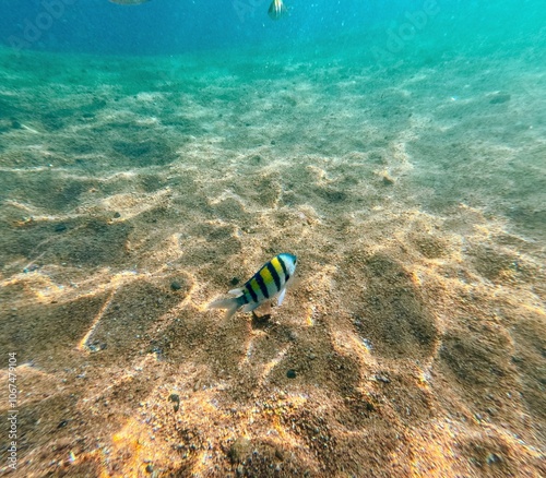 tropical fish