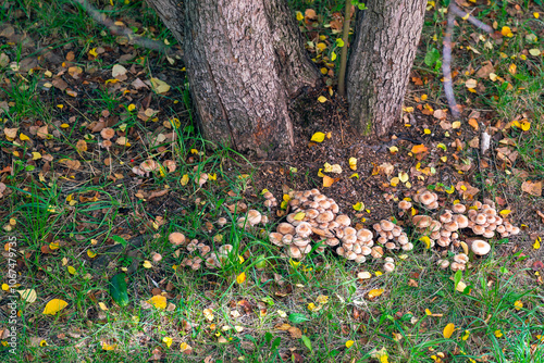 Many brown mushrooms at the foot of trees in autumn.