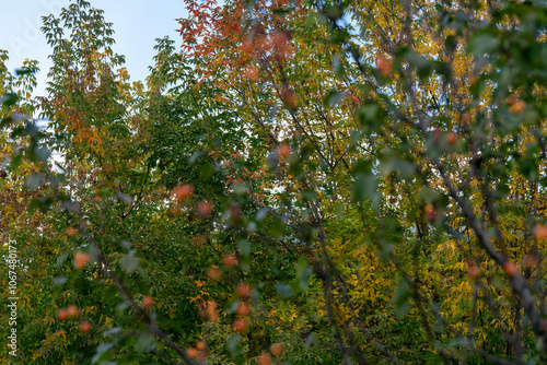 Branches of bushes with green and yellow leaves.