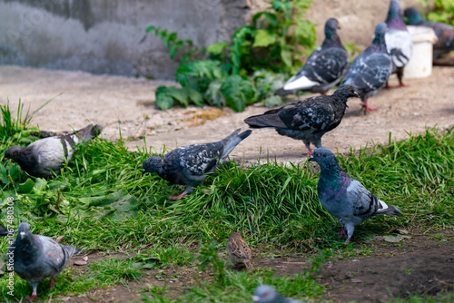 Pigeons and sparrows on the lawn in the city.