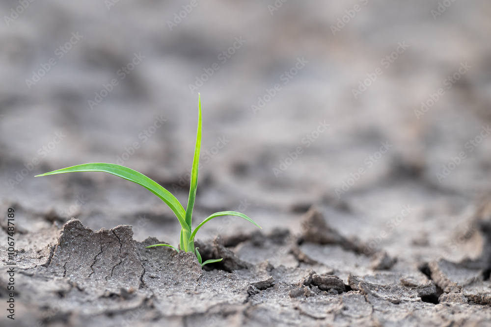 Green plant in dry cracked soil. Close up of green fresh plant growing in dry soil, overcoming difficulties, lack of water Green plant in dry cracked soil. Close up of green fresh plant growing in dry soil, overcoming difficulties, lack of water