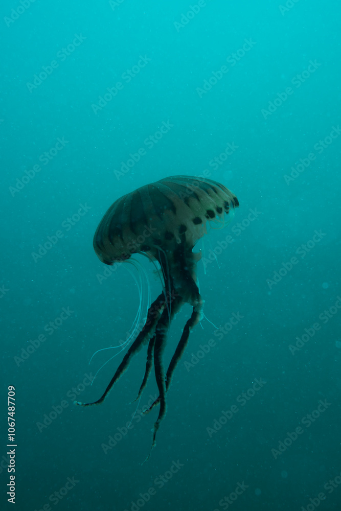 Obraz premium Chrysaora hysoscella, the compass jellyfish, is a common species of jellyfish that inhabits coastal waters in temperate regions of the northeastern Atlantic Ocean, including the North Sea