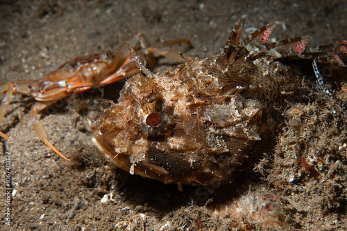 Close-up portrait of Scorpaena porcus with crab photo