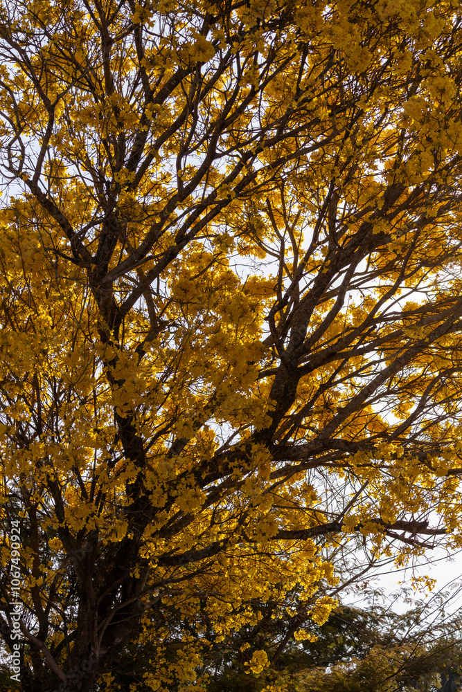 Fototapeta premium Árvore Ipê-Amarelo para alegrar a paisagem