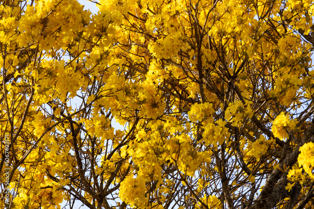 Árvore Ipê-Amarelo para alegrar a paisagem Árvore Ipê-Amarelo para alegrar a paisagem