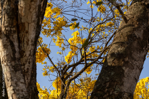 Árvore Ipê-Amarelo para alegrar a paisagem photo