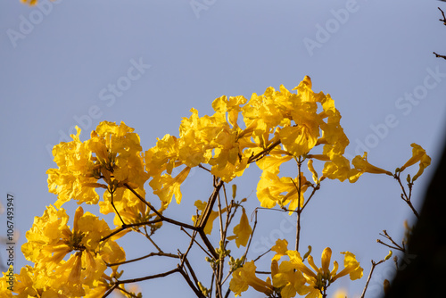 Árvore Ipê-Amarelo para alegrar a paisagem photo