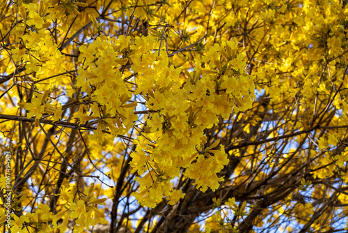 Konstfotografi Árvore Ipê-Amarelo para alegrar a paisagem
