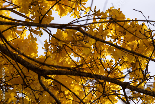 Konstfotografi Árvore Ipê-Amarelo para alegrar a paisagem