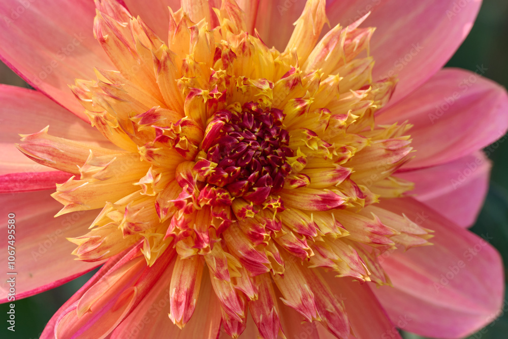 close-up of a dahlia flower Lava Glow, with beautiful pink and yellow tones close-up of a dahlia flower Lava Glow, with beautiful pink and yellow tones