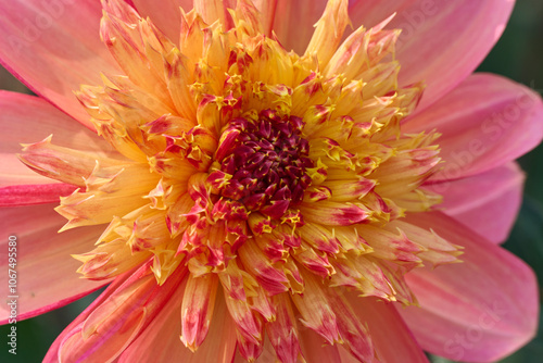 close-up of a dahlia flower Lava Glow, with beautiful pink and yellow tones photo