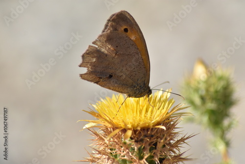 Meadow brown butterfly (Maniola jurtina 