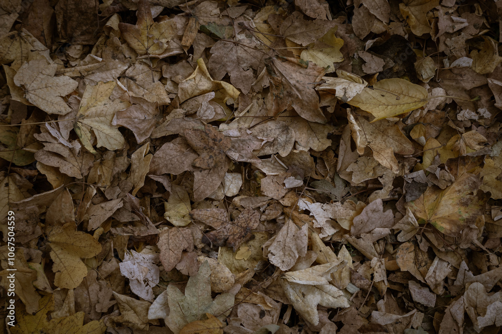 Leaves of autumn upon the ground.