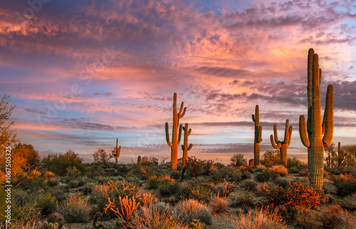 Sonoran Desert Sunset Landscape Near Scottsdale Arizona With Cactus 